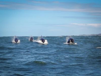 Killer whales visit Knysna